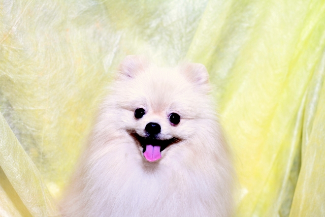 高貴な犬ポメラニアンの寿命や値段の相場 可愛いポメミックスを紹介 Dog Life Com