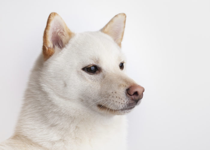北海道犬の性格や特徴 飼い方や飼う時の注意点など Dog Life Com
